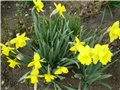 narcisi